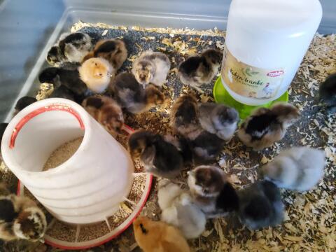 Seidenhühner Küken