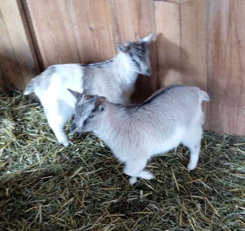 Max und Moritz - Mini-Zwergziegen