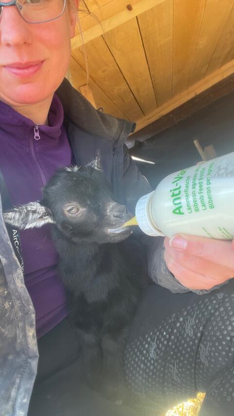 Afrikanische Zwergziegen