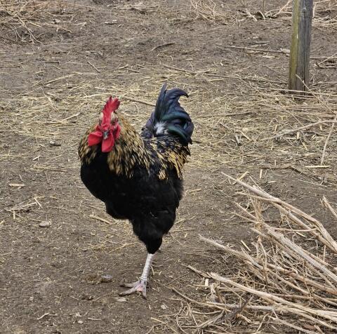Junghähne aus Naturbrut abzugeben
