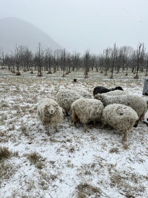 Schafe zu verschenken