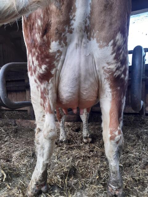 Fleckvieh Erstlingskuh