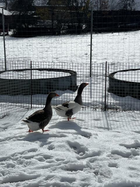 Zwei Land-Hausgans Mix Gänse