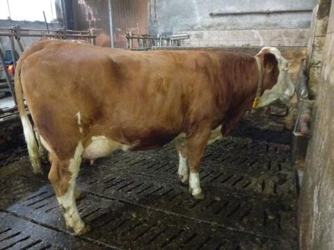 Fleckvieh Erstlingskuh