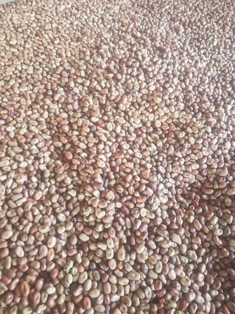 Bio Winterackerbohne