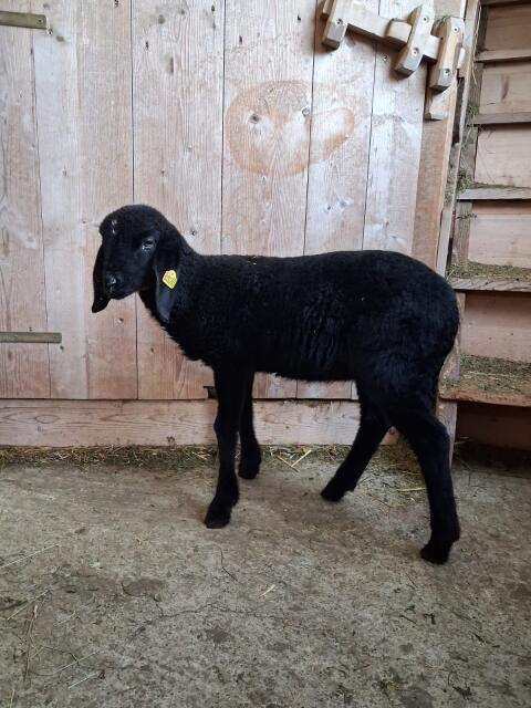 Bergschaf Widderlamm