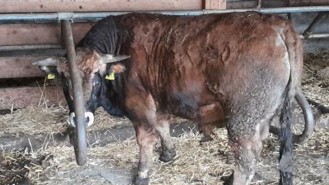 Aubrac Zuchtstier