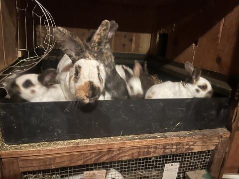 Aktion junge Kaninchen