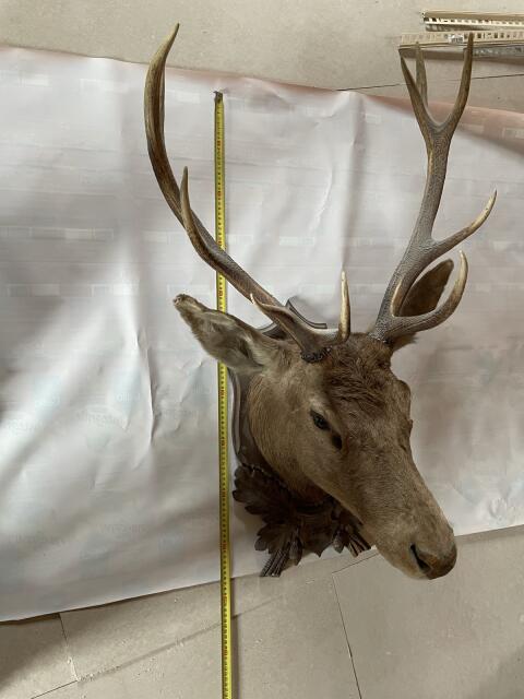 Präparierter Hirschkopf