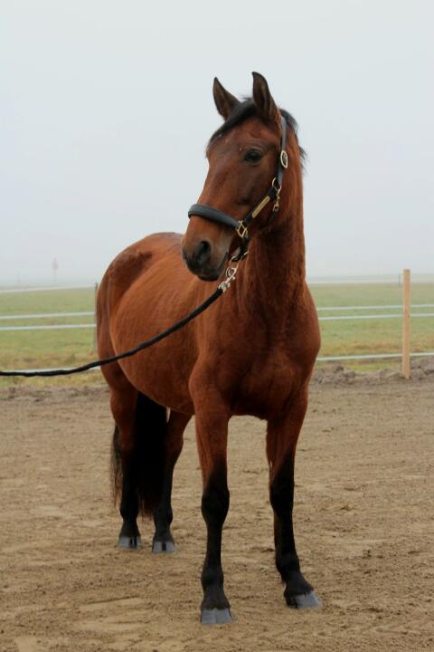 Schicke PRE-Stute mit Top Abstammung