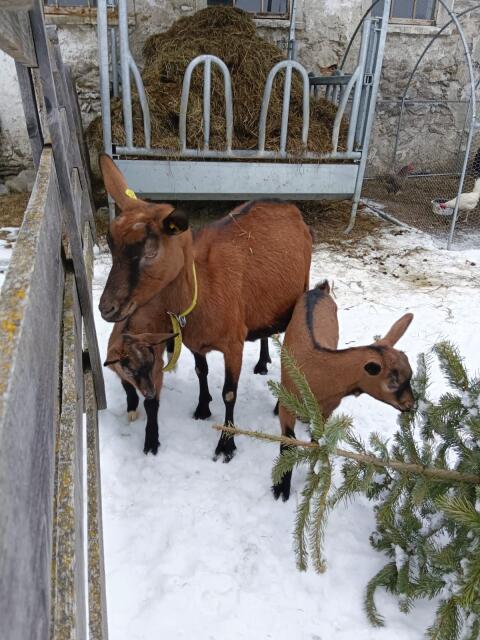 Ziegenkitze m/w, hornlos