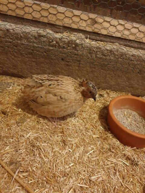 Wachteln, Wachteleier, Wachtelbruteier