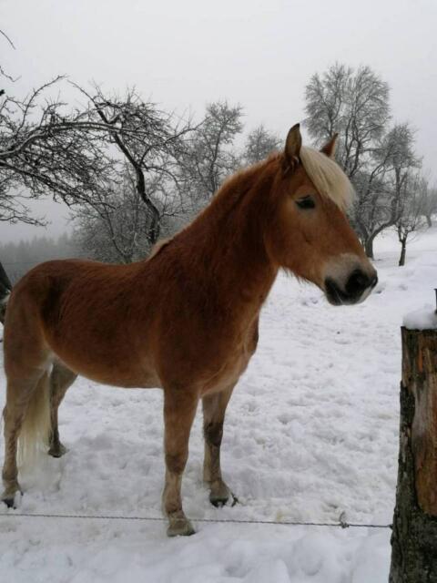 Haflinger Wallach
