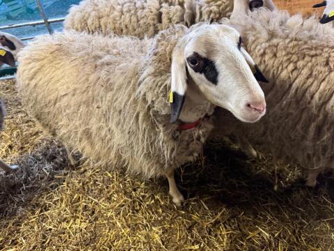 Kärntner Brillenschaf