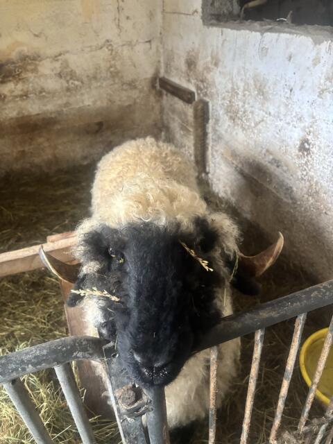 Walliser Schwarznasenschafe