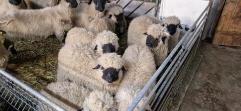 Walliser Schwarznasenschafe