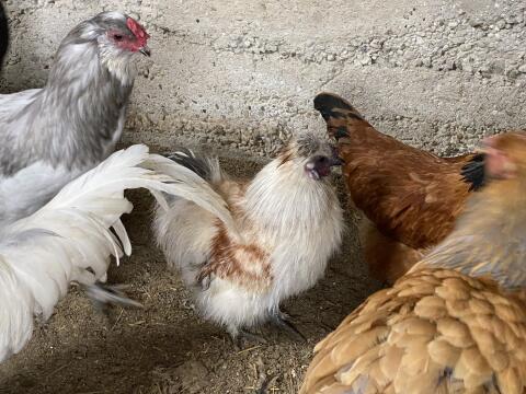 Hähne verschiedener Rassen