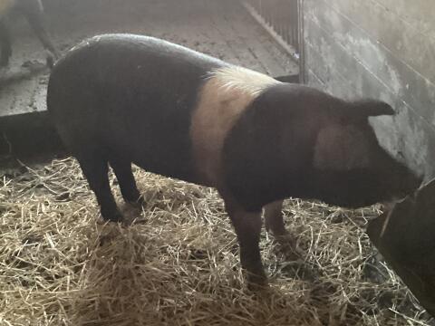 Schwäbisch Hällisch