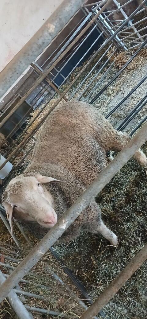 Merinowidder, Schafbock, Widder