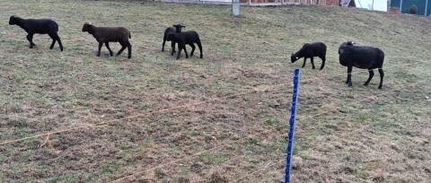 Jura Schafe weiblich