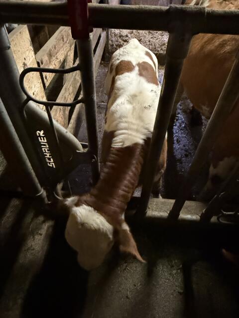 Fleckvieh Bio Einsteller