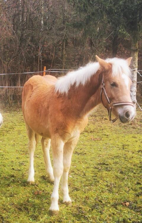 Haflingerhengstfohlen zu verkaufen