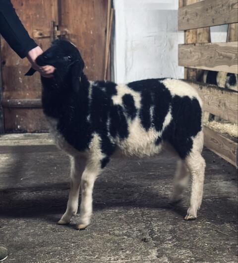 Gechecktes Bergschaf