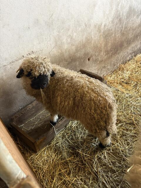 Walliser Schwarznasenbock