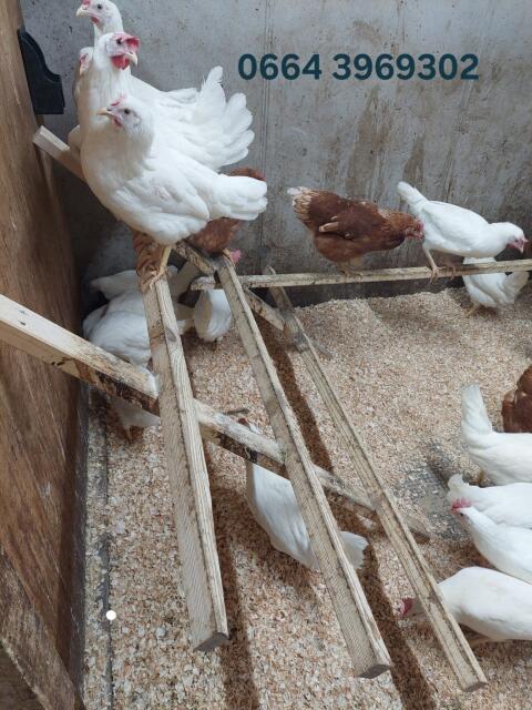 Legehühner Junghennen