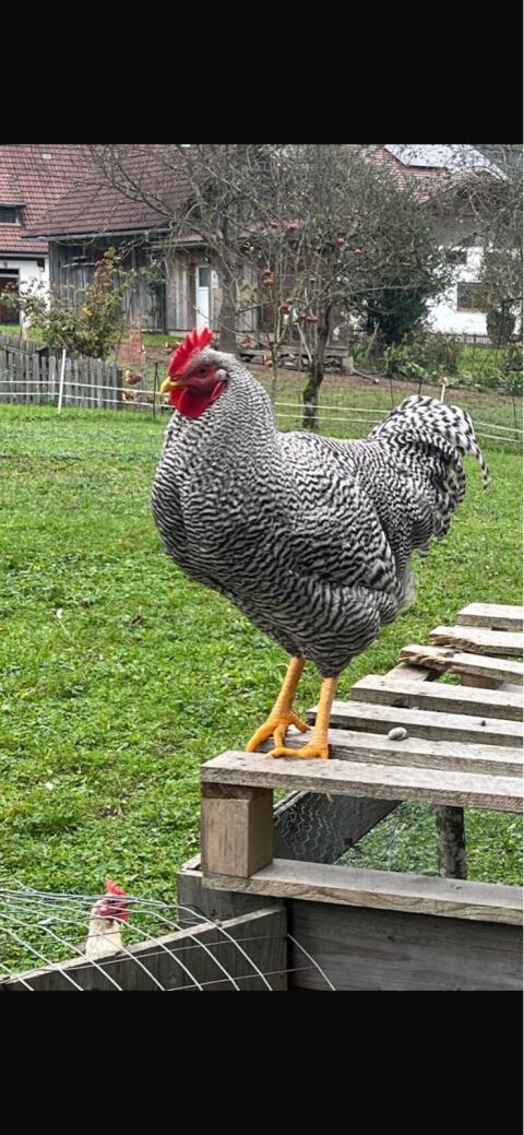 Reinrassiger Amrock Hahn