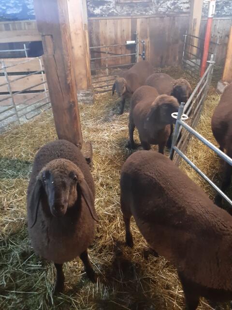 Braune Bergschafe frisch im HB aufgenommen