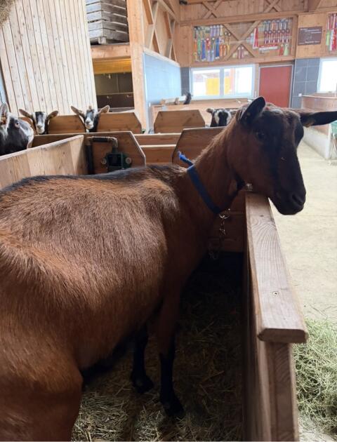 GGZ Ziege zu verkaufen Zucht