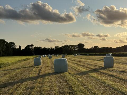 Heulage in Rundballen