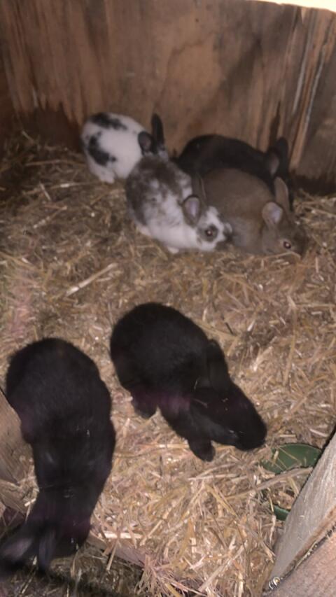 Kleine Mischlinge abzugeben.