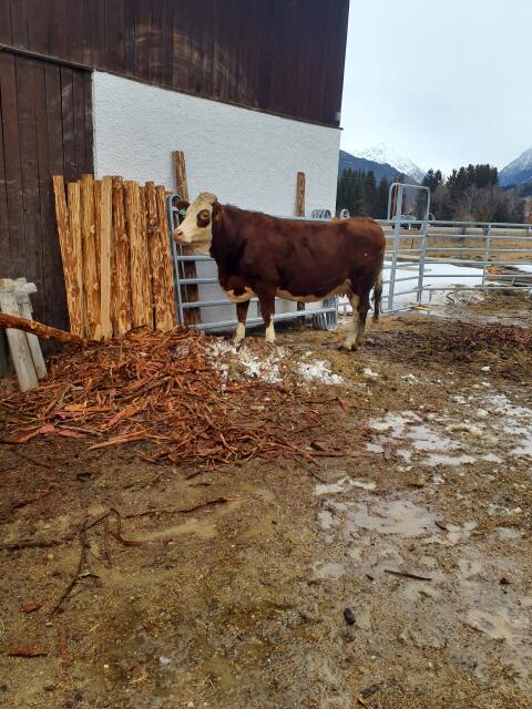 Trächtige Bio Heu Kuh