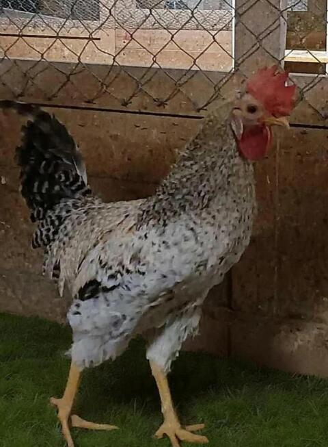 Grünleger Mix Hahn Buntleger