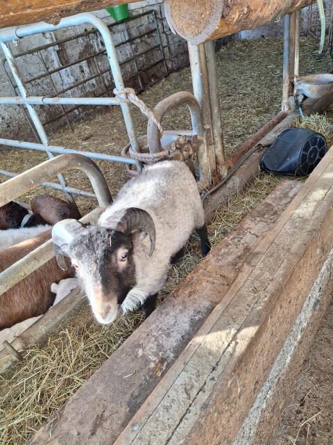 Quessant Schaf Widder