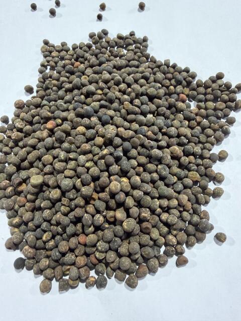 Verkaufe pannonische Winterwicke BIO