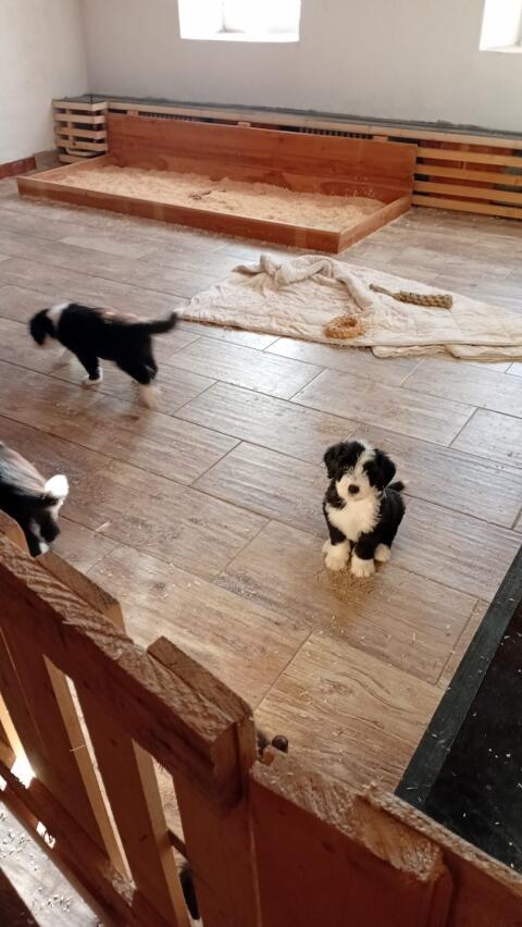 Bearded Collie Bobtail Mischling Welpen