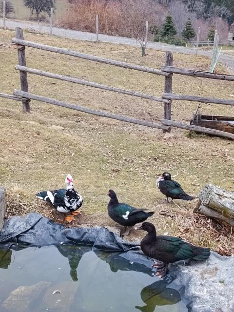 Besten Schneckenfresser zu verkaufen - Moschusenten