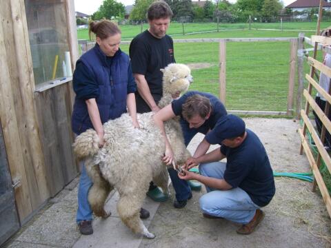 Alpaka Einsteigerseminar 18.04.2026