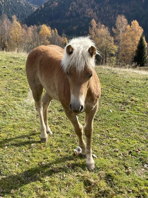 Haflinger Stutfohlen 2025