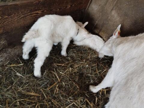 Mastkitze, Flaschenkitze