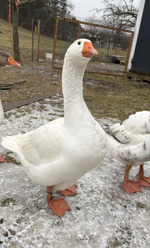 Zwei Ganter zu vergeben
