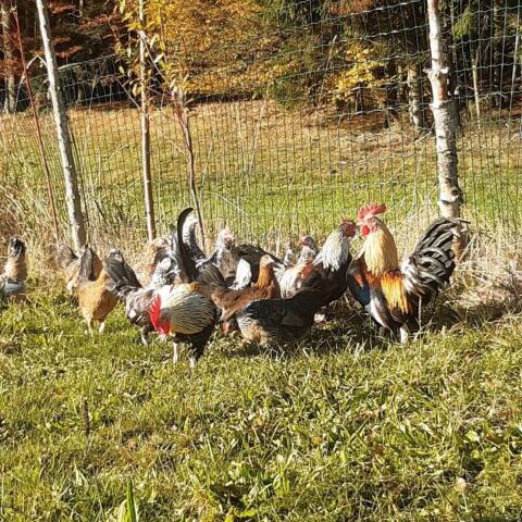 Steinbiperl Bruteier