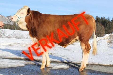 Fleckvieh Zuchtstier