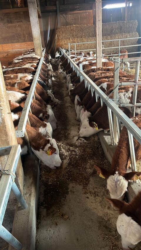 Zinsenfrei bis Mastende!