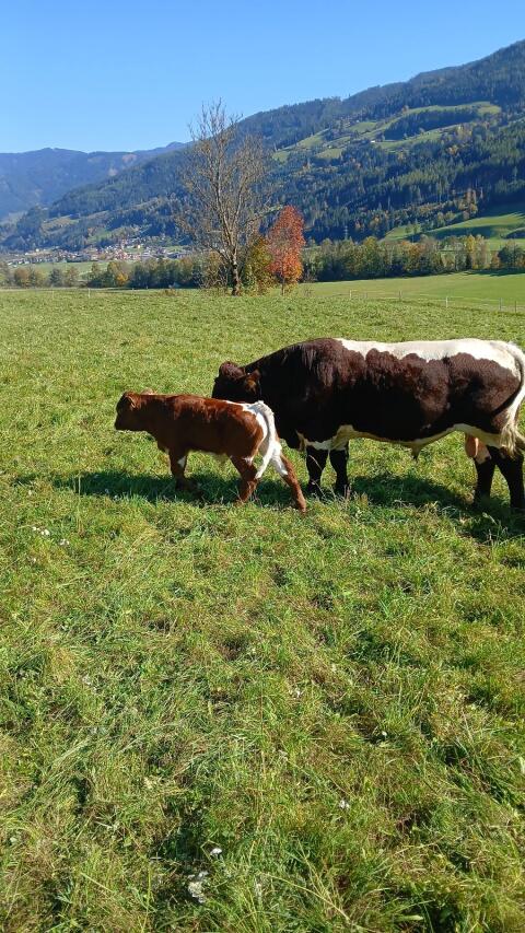 Pinzgauer Jungstiere hornlos