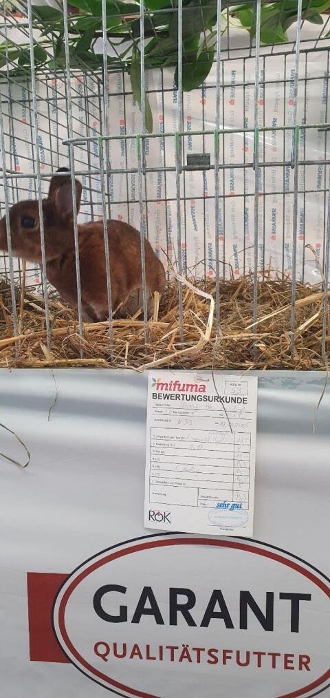 Zwerg Rex Castor zu verkaufen