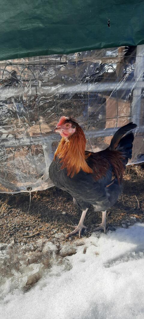 Junghähne abzugeben